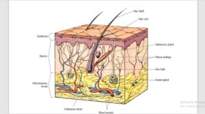 Coding guidelines for Debridement, Incision & Drainage, Biopsy