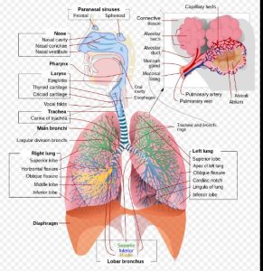 Coding guidelines for Respiratory System